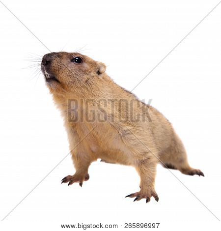 The Bobak Or Steppe Marmot On White Background