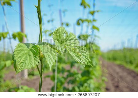 Beautiful Landscape. Hops Field And Blue Sky