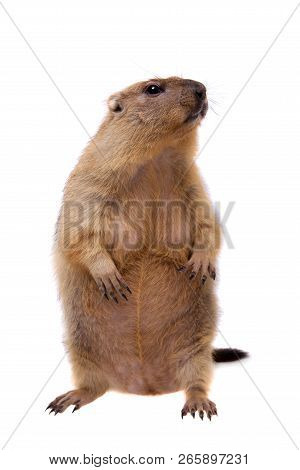 The Bobak Or Steppe Marmot On White Background
