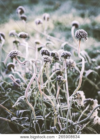 Fower Bed With First Frost, Selective Focus, Low Depth Of Field