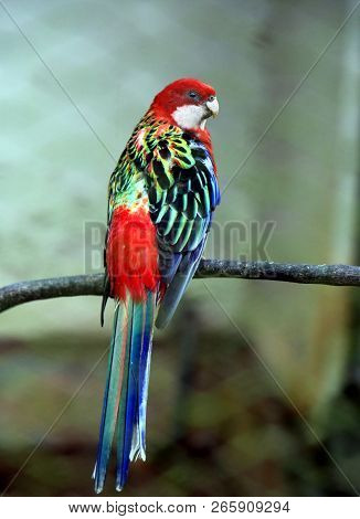 Eastern Rosella (platycercus Eximius) Bird On Tree Branch.
