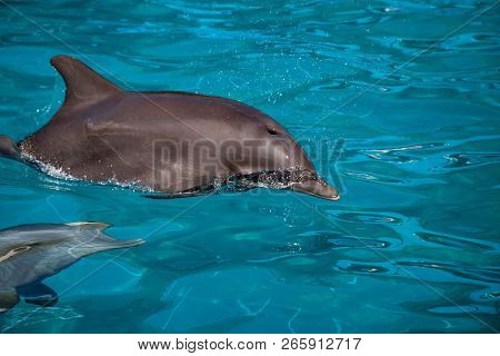 Bottlenose Dolphin Tursiops Truncatus Swims Along The Shoreline Of Key West