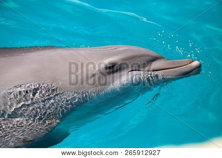 Bottlenose Dolphin Tursiops Truncatus Swims Along The Shoreline Of Key West