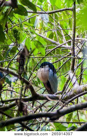 Boat-billed Heron Cochlearius Cochlearius In Cockscomb Basin Wildlife Sanctuary, Belize.