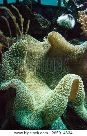 True Carpet Anemone Stichodactyla Gigantean In A Coral Reef In A Marine Aquarium.
