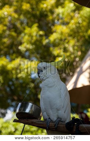 Yellow-crested Cockatoo Cacatua Sulphurea Perches In Captivity In Florida