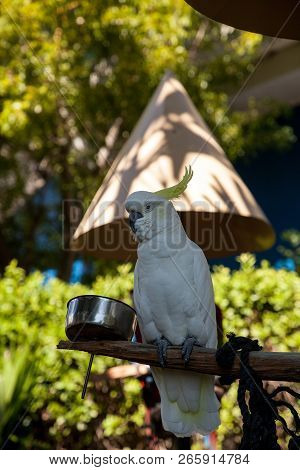 Yellow-crested Cockatoo Cacatua Sulphurea Perches In Captivity In Florida