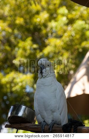 Yellow-crested Cockatoo Cacatua Sulphurea Perches In Captivity In Florida