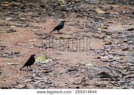Bronzed Cowbird Molothrus Aeneus In Cockscomb Basin Wildlife Sanctuary, Belize.