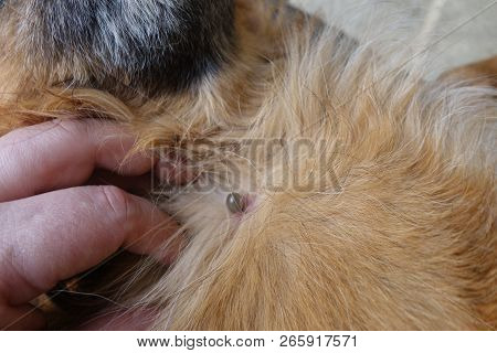Help Clean Ticks From Dogs. Castor Bean Tick (ixodes Ricinus)