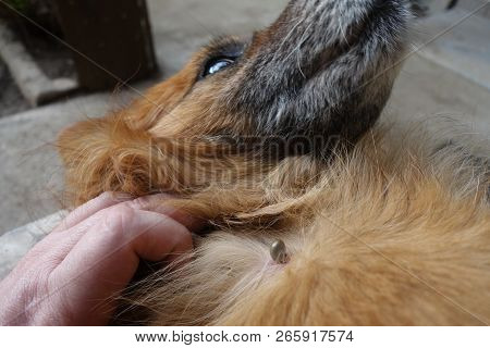 Help Clean Ticks From Dogs. Castor Bean Tick (ixodes Ricinus)