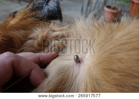 Help Clean Ticks From Dogs. Castor Bean Tick (ixodes Ricinus)