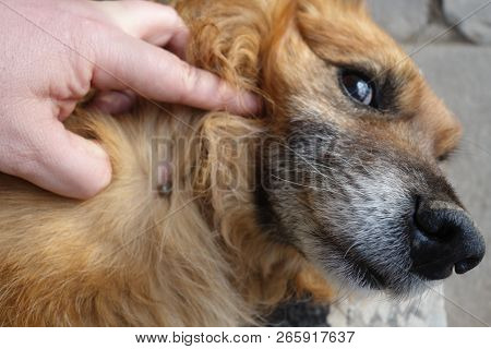 Help Clean Ticks From Dogs. Castor Bean Tick (ixodes Ricinus)