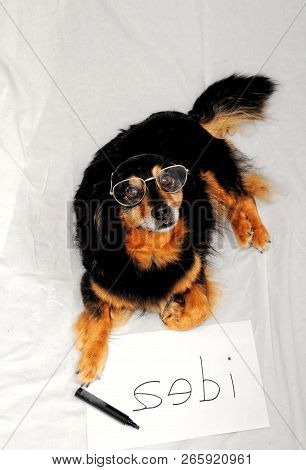 Dog On White Background, Beautiful Photo Digital Picture