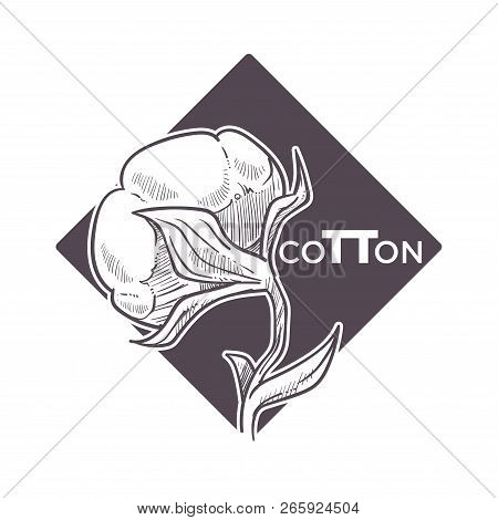 Cotton Flower In Blossom Monochrome Sketch Outline, Poster With Text Sample Vector.