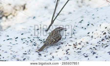 Small Bird Eurasian Or Common Treecreeper, Certhia Familiaris, Close-up Portrait On Snow, Selective 