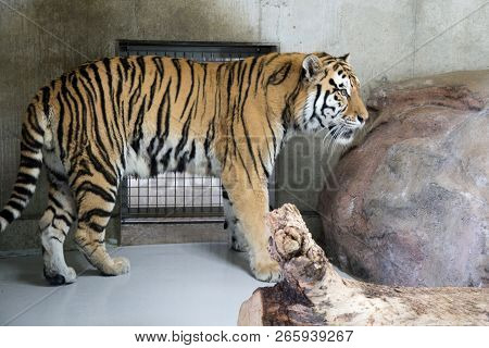 Tennoji Zoo, Osaka, Kansai, Japan - November 2017 : Poor Bengal Tiger In Small Cage And Look Lonely 