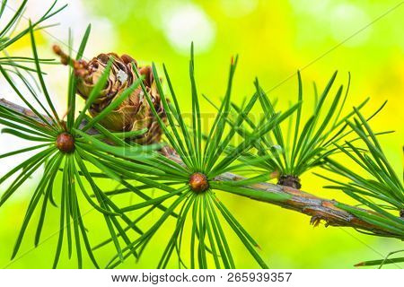 Sprig Of European Larch Or Larix Decidua With Pine Cones On Blurred Background. Branch Of Larch