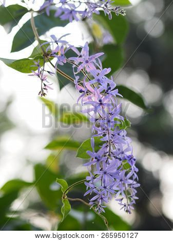 Sandpaper Vine. Purple Wreath.bouquet Of Purple Flower. Blossom