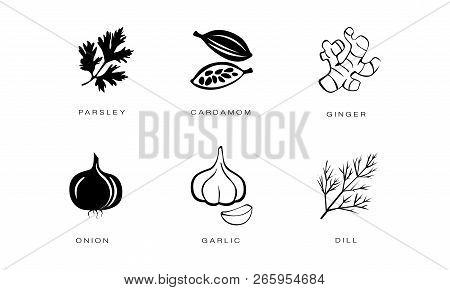 Spices And Condiments Icons Set, Parsley, Cardamom, Ginger, Onion, Garlic, Dill Vector Illustration 