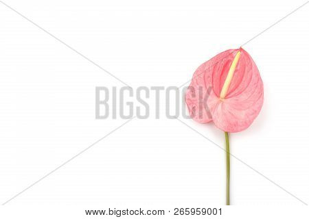 Beautiful Pink Laceleaf Flower Isolated On White Background. Flat-lay, Top View. Copy Space For Your