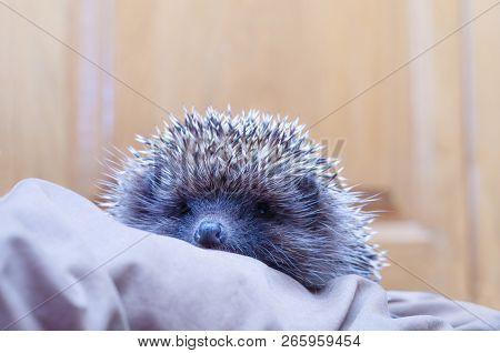 Spiky Hedgehog Sitting On Textile Material On The Floor Indoors