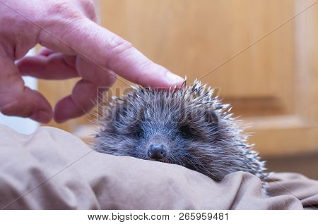 A Hedgehog Is Any Of The Spiny Mammals Of The Subfamily Erinaceinae, In The Eulipotyphlan Family Eri