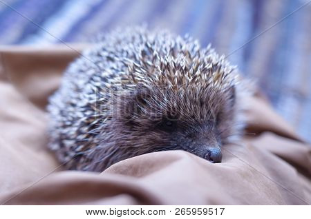 A Hedgehog Is Any Of The Spiny Mammals Of The Subfamily Erinaceinae, In The Eulipotyphlan Family Eri