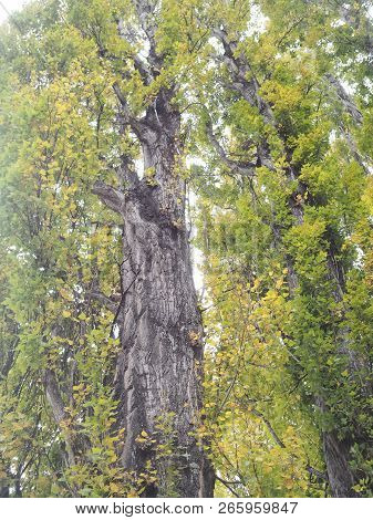 Big Tree In The Forest Beautiful Nature.