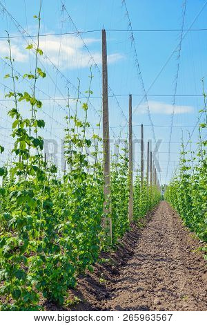 Growing Hops. Young Green Hops On The Plantation
