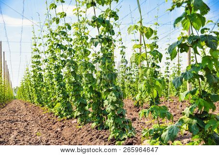 Growing Hops. Young Green Hops On The Plantation