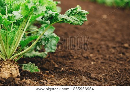 Sugar Beet Root Crop Organically Grown In Cultivated Field