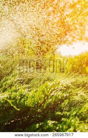 Drops Of Dew On Juniper. Green Juniper Branches In The Summer Sun.