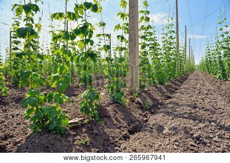 Growing Hops. Young Green Hops On The Plantation