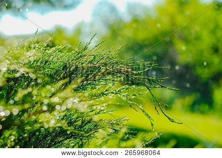 Drops Of Dew On Juniper. Green Juniper Branches In The Summer Sun.