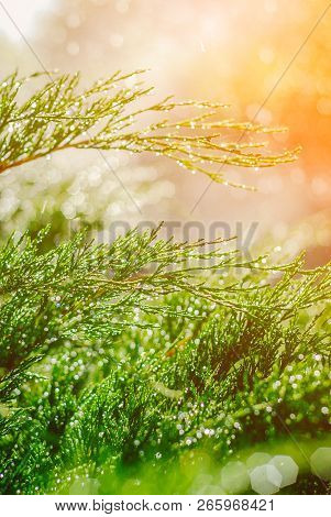 Drops Of Dew On Juniper. Green Juniper Branches In The Summer Sun.