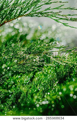 Drops Of Dew On Juniper. Green Juniper Branches In The Summer Sun.