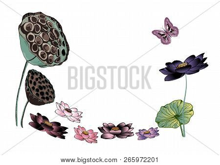 Hand Drawn Colorful Nelumbo Or Lotus Flowers, Dried Seed Pods And Flying Butterfly. Illustration For