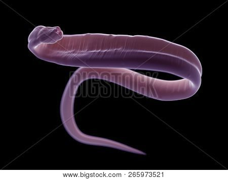 3d rendered illustration of an ascariasis worm
