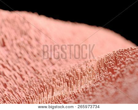 3d rendered illustration of human cilia