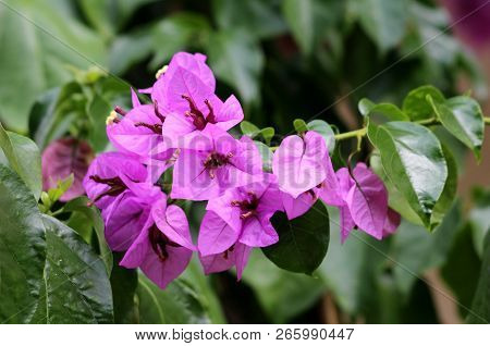 Bougainvillea Hardy Vine Plant With Magenta-scarlet Bracts Around Small Yellow Flowers On Dark Flowe