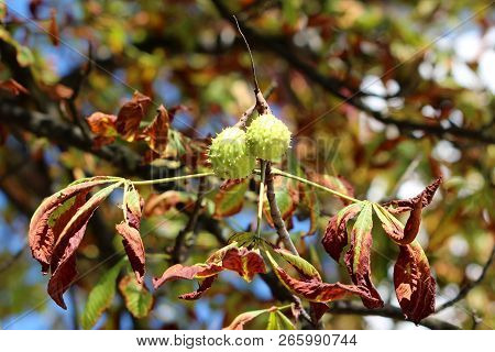 Chestnut Tree Branch With Pair Of Closed Light Green Spiny Cupule Called Burr Containing Still Unrip