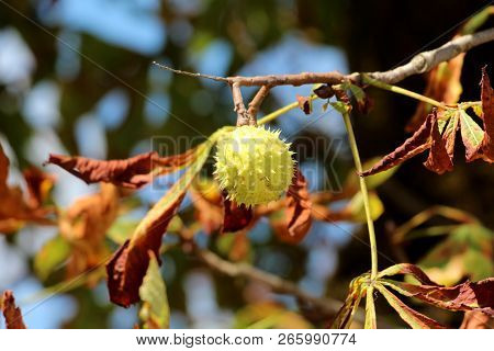 Chestnut Tree Branch With Single Closed Light Green Spiny Cupule Called Burr Containing Still Unripe