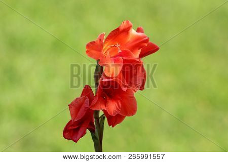 Gladiolus Or Sword Lily Perennial Cormous Flowering Plant With Sword Shape Large Light To Dark Red F