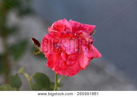 Light Red Rose With Thick Petals Starting To Close And Whiter With Dark Grey Wall And Leaves In Back
