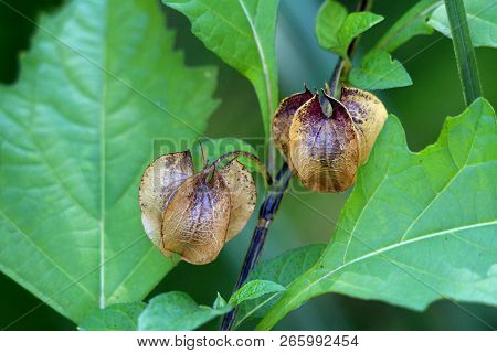 Nicandra Physalodes Or Apple-of-peru Or Shoo-fly Plant Two Mature Lantern Like Light To Dark Brown F