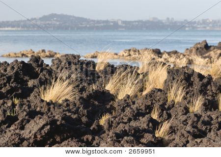 Tussock i lawa
