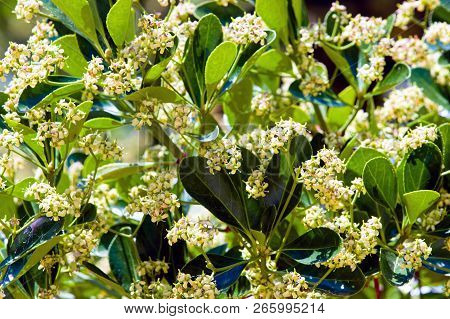 Foliage And Flowers Of Australian Laurel (pittosporum Tobira).