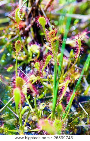 Alkaline Fen With Spoonleaf Sundew (drosera Intermedia).
