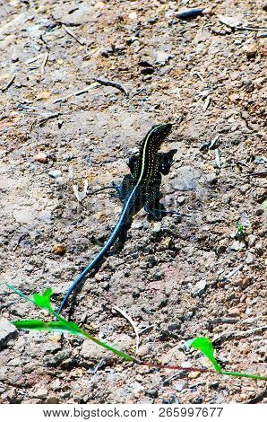 Middle American Ameiva (ameiva Festiva) Shot In Natural Environment (costa Rica, Grandoca-manzanillo